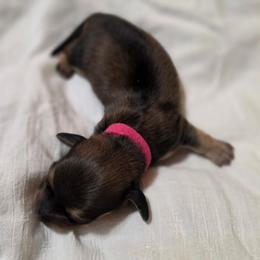Saga - Cream female Dachshund puppy in Mobile, Alabama from Ruff Patch Doxie Den