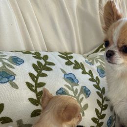 Bonnie - Chihuahua