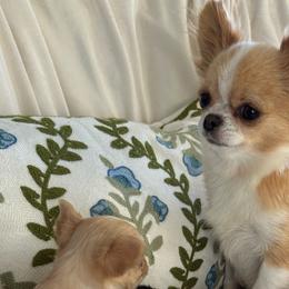 Bonnie - Chihuahua