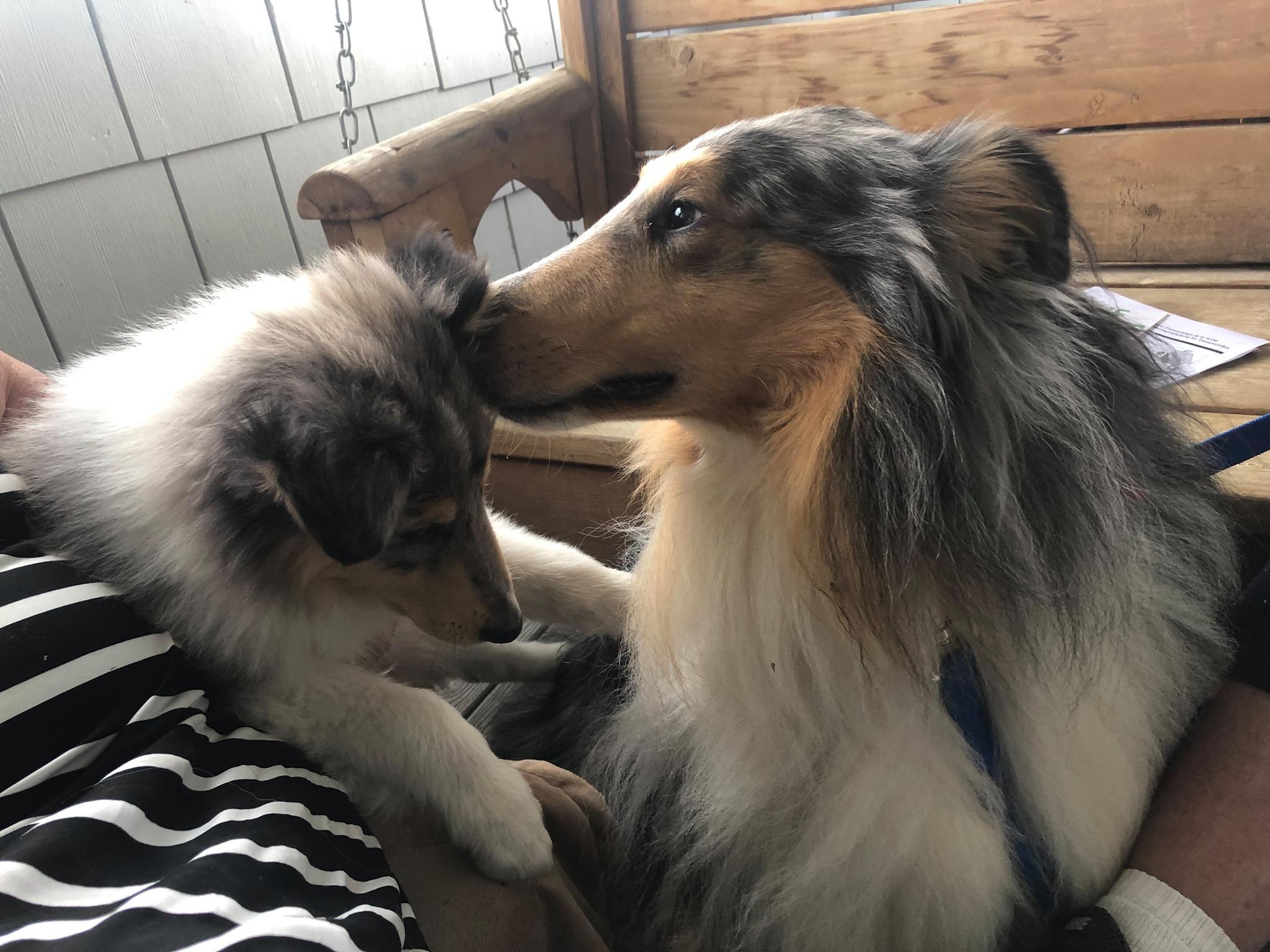 Heritage Salt Lake Kennels in Utah Collie puppies Good Dog