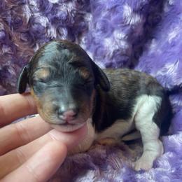 Tri female - Tri-color female Bernedoodle puppy in Clarksville, Iowa from Iowa Heartland Doodles