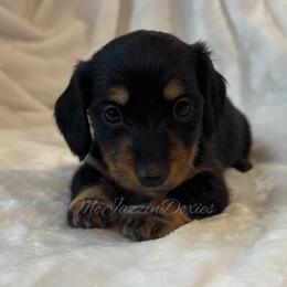 Blush Little girl - Black and tan female Dachshund puppy in Chehalis, Washington from McJazzin Doxies