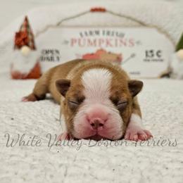 Hecate - Fawn female Boston Terrier puppy in Mulberry, Arkansas from White Valley Boston Terriers