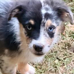 Rune - Blue merle male Miniature Australian Shepherd puppy in Patterson, North Carolina from DreamLine Aussies
