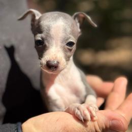 Princess - White and blue female Italian Greyhound puppy in Wilkes Barre, Pennsylvania from Laraz Pupz