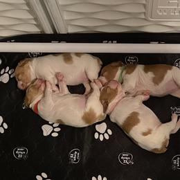 Brittany Puppies from Brookfield Farm Brittanys