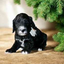 White Collar - Black male Australian Labradoodle puppy in Milton, North Carolina from Good Day Doodles
