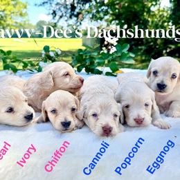 Popcorn(2400 pet) - Cream male Dachshund puppy in Augusta, Arkansas from Savvy-Dee's Dachshunds