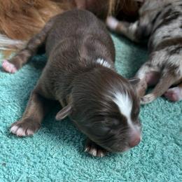 Female 2 - Red tri-color female Australian Shepherd puppy in Lubbock, Texas from REKN’ Kennel Aussies