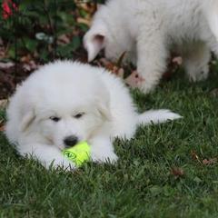 Great Pyrenees Puppies from Judith Cooper’s Great Pyrenees