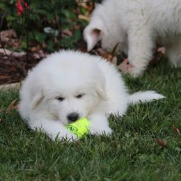 Great Pyrenees Puppies from Judith Cooper’s Great Pyrenees