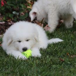 Great Pyrenees Puppies from Judith Cooper’s Great Pyrenees