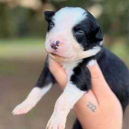 Tide AKC - Black tri-color male Australian Shepherd puppy in Polk City, Florida from Skaky Shepherds