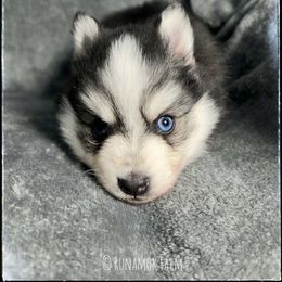 Runamok Cookies For Santa (Chip) - Black and white male Pomsky puppy in St. Maries, Idaho from Runamok Farm