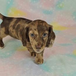 Dachshund Puppies from Newbern's Nuggets