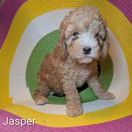 Jasper - Buff male Cockapoo puppy in Sunset, Louisiana from Cano Cockapoos