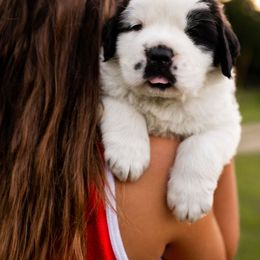 Saint Bernard Puppies from Minnie's Majestic Saints