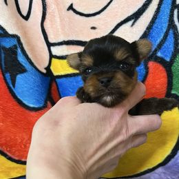 Biscuit - Blue and gold male Yorkshire Terrier puppy in Kendallville, Indiana from Yorkies Kisses