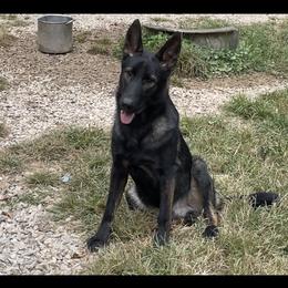 Dachshund and German Shepherd Puppies from Illyria Dox & GSD
