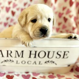 Labrador Retriever Puppies from Salt Run Retrievers
