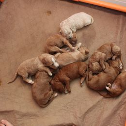 Goldendoodle Puppies from Two Ps in a Pod