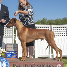 Tallahassee - Rhodesian Ridgeback