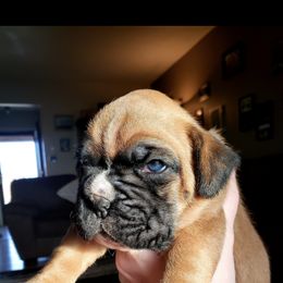 Boxer and Shih Tzu Puppies from L&L European Boxers and Shih Tzus