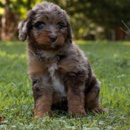 Hiccup - Red merle male Aussiedoodle puppy in Mountain Home, Arkansas from Amos and Oak Doodles