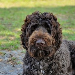 Cozy - Australian Labradoodle