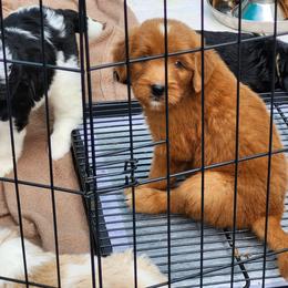 Black collar Hank - Red male Bernedoodle puppy in Fairmount, Indiana from Capens' Doodles,Poodles and Poo's