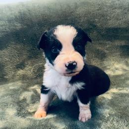 Ella - Black tri-color female Australian Shepherd puppy in Mckenzie, Tennessee from Whispering Iris Aussies
