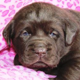 Cavalier King Charles Spaniel and Labrador Retriever Puppies from Camden's Caring Canines