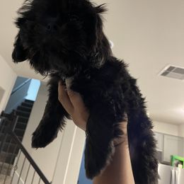 Shih Tzu puppies from NINKENNEL