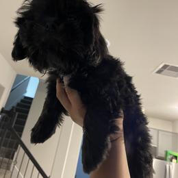 Shih Tzu puppies from NINKENNEL