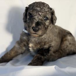 Olaf - Merle male Goldendoodle puppy in Windsor, Colorado from Front Range Family Doodles