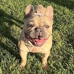 Koko - French Bulldog