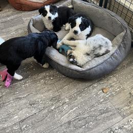 Border Collie Puppies from Roaring River Border Collies