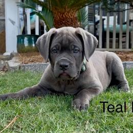 Teal  collar female - Gray brindle female Cane Corso puppy in Atlanta, Georgia from Cane Corso’s of Atlanta