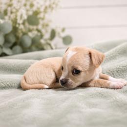 Chihuahua Puppies from Music City Chi’s