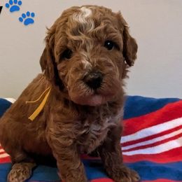 Betsy - female Whoodle puppy in Layton, Utah from Penny's Puppies