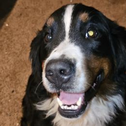 Bernese Mountain Dogs from Kristina's Bernese Mountain Dogs