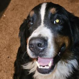 Bernese Mountain Dogs from Kristina's Bernese Mountain Dogs