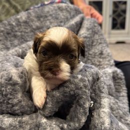 Lilly - White female Havanese puppy in Ceredo, West Virginia from Lisa’s Havanese