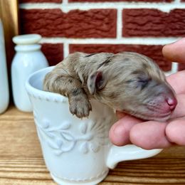 Goldendoodle and Poodle Puppies from SnickerDoodlePups