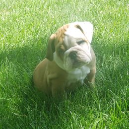 Bulldogs from Sherrie's Bulldogs