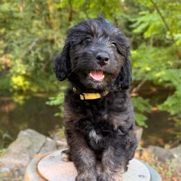 Salsa - Black phantom female Aussiedoodle puppy in Mulino, Oregon from Korbella Farm