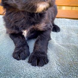 Bernedoodle and Siberian Husky Puppies from Timberline Paws