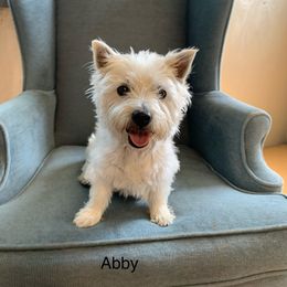 Abby - West Highland White Terrier