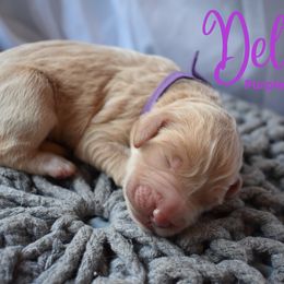 Goldendoodle Puppies from Wild Blum Doodles