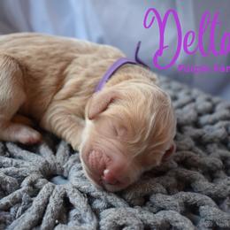 Goldendoodle Puppies from Wild Blum Doodles